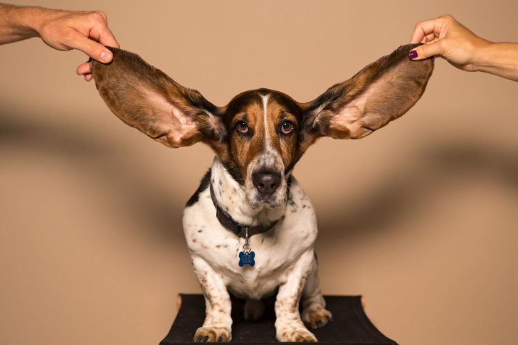 basset hound with large ears being pulled upwards to hear better