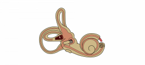 Photo of the inner ear, the cochlear has a small opening to see the endolymph vs perilymph