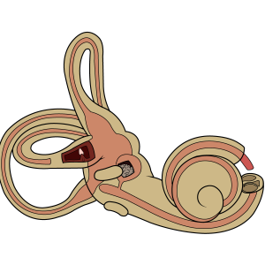 Photo of the inner ear, the cochlear has a small opening to see the endolymph vs perilymph
