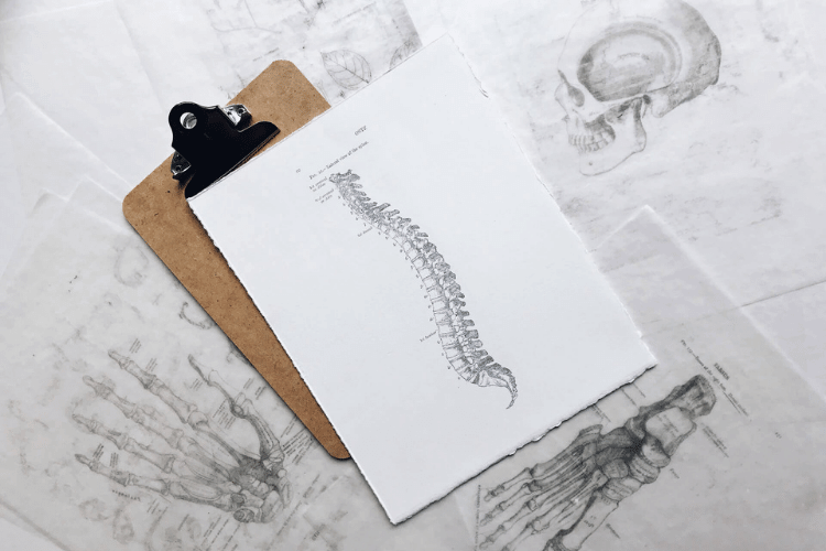 drawing of the spine