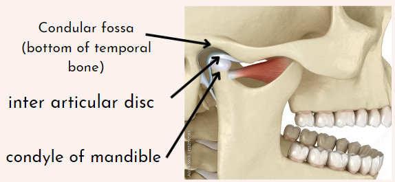 Dizziness/Vertigo from hormones? Ear issues? TMJ? All of the above? None of  the above? : r/TMJ