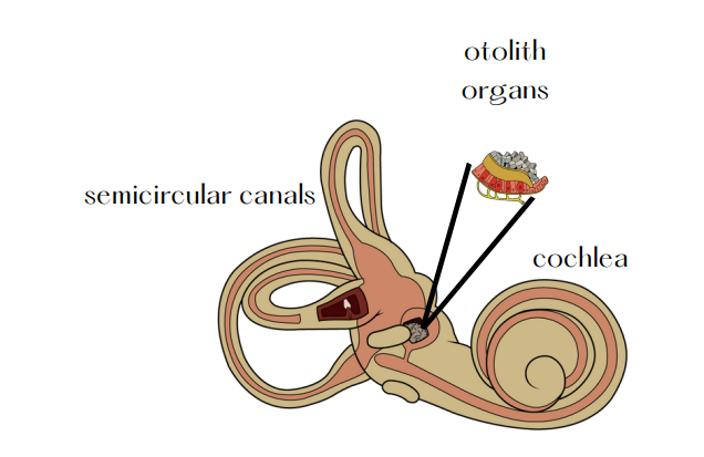 otolith organs and semicircular canals